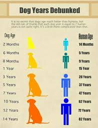 pin by alice blaser on angels102 dog years dog ages pet