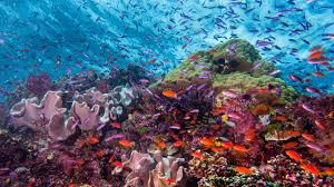Rediscovering Fiji's Coral Reefs - Coral Reef Alliance