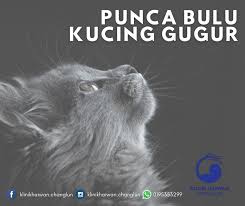 Check spelling or type a new query. Selalu Pening Kepala Kan Kenapa Klinik Haiwan Changlun ÙÙŠØ³Ø¨ÙˆÙƒ