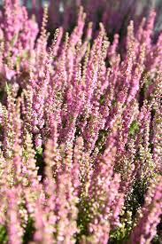 We did not find results for: Summer Flowering Heathers Calluna Vulgaris Plants Hopes Grove Nsy