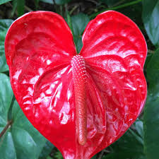 Check spelling or type a new query. Petals Of Love 12 Red Color Flowers Of Hawaii Dengarden