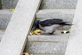 We did not find results for: Gagak Burung Pemetikan Skala Beton Kecepatan Bangunan Daun Daun Kering Turun Musim Gugur Pikist