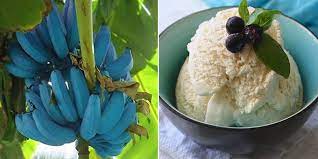 Apparently Everyone Is Planting Blue Java Bananas Because They Taste Like Ice Cream Banana Soft Serve Ice Cream Banana Ice Cream