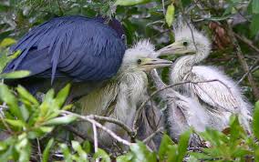 Smaller than a great blue heron; Little Blue Heron