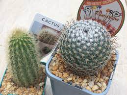 How long does it take to get urine test. How Long Does It Take For Mini Cactus To Get Large Say 60 Cm Wide Or High Should I Hold My Breath Or Will It Take 20 Years Succulents