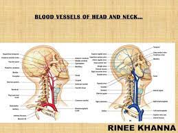 Start a table to note some clinically important points: Blood Vessels Of Head And Neck