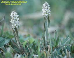 Image result for Zeuxine elongata