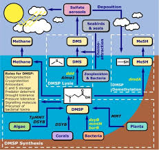 Image result for Methanethiol