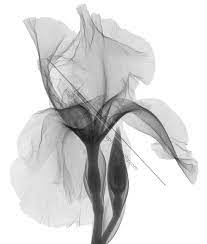 An X Ray Of An Iris Flower Sciencephotography Com Iris Flower Tattoo Iris Flowers Flower Prints Art