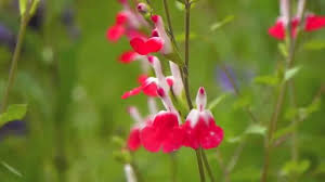 See more ideas about lips, hot lips, beautiful lips. Salvia Microphylla Hot Lips Lipstick Sage Lippenstift Salbei Johannisbeer Salbei Duftsalbei Youtube
