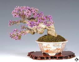 The trees shown in this category are all flowering bonsai trees of different varieties and some may fruit as well. Top 10 Bonsai Fruit Trees Bonsai Empire