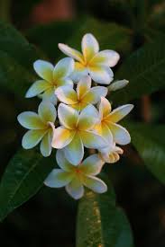 Frangipani Plumeria Alba Family Apocynaceae Beautiful Flowers Photography Plumeria Flowers Flower Pot Design
