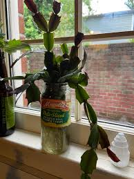 How often should i repot my christmas cactus? One Of My Very Kind Clients Gave Me Some Cuttings From Her Gorgeous Christmas Cactus After I Complimented Her On It Just Look At Those Roots Proplifting