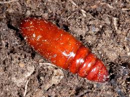 Brown Larvae In Soil Bestfxtradingplatform Com