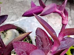 Image result for Commelinaceae