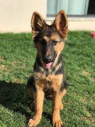 Pin By Sonni Ann Gavin On Dogs Gsd Puppies German Shepherd Puppies German Shepherd Pictures