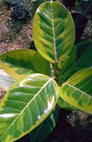 Image result for Ficus saussureana