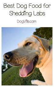 What Is The Best Dog Food For Shedding Labs Best Dog Food Therapy Dogs Best Dogs