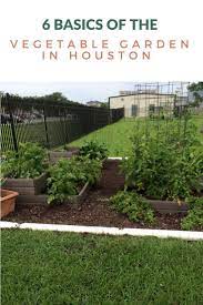 6 Basics Of The Vegetable Garden In Houston Pilar S Chilean Food Garden Home Vegetable Garden Houston Garden Vegetable Garden