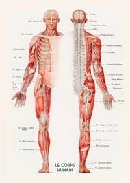 13 the gluteus maximus is the body's largest muscle. Human Muscles French Poster By Atomic Chinook Displate