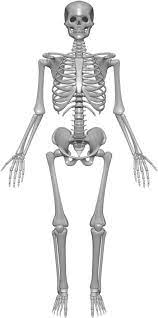 4k00:19analysis of human male anatomy scan on futuristic touch screen interface showing bones, organs, and neural network activity. Skeleton System Structure Composition Facts Science4fun