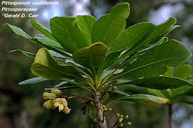 Image result for Pittosporaceae
