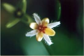 Image result for Rhizophora mucronata