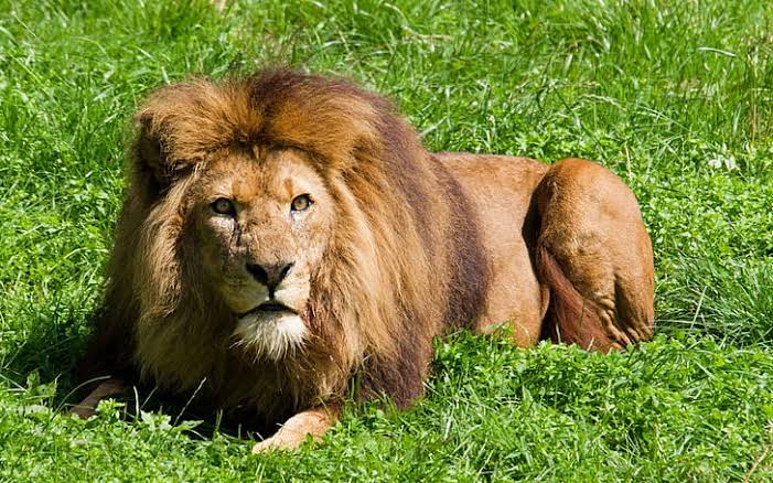 HD wallpaper: Animal, animals, 2560x1600, Lion, hd aimals, loin hd ...