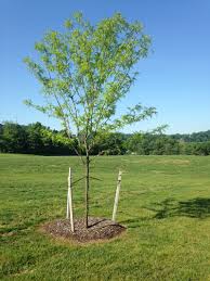 Once your trees have arrived from the nursery its best to get them in the ground asap. How To Stake A Tree The Tree Center