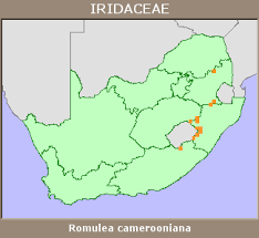 Image result for Romulea camerooniana