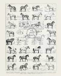 horse breeds print biology poster science vintage etsy in 2021 horse illustration horse art print horse breeds