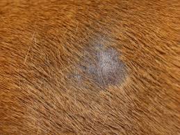We did not find results for: Treating A Dog S Yeast Infection Thriftyfun