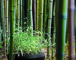 Image of beautiful bamboo garden