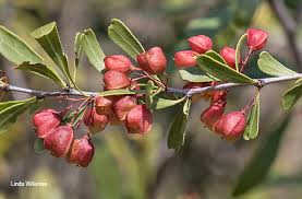 Image result for Gymnosporia tenuispina