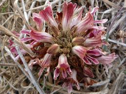 Image result for Orobanche
