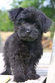 Black And White Yorkie Poo Puppies For Sale Yorkiepoo Puppy Designer Dogs Yorkie Poo Puppies Yorkie Poo