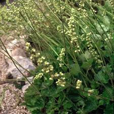 Image result for Heuchera cylindrica Greenfinch