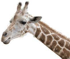Stock Png Giraffe Head By Earthymoon Giraffe Giraffe Head Giraffe Images