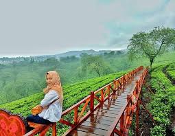Kabupaten pasuruan dan exit tol lawang, kabupaten malang lokasi strategis, dekat dengan pasar lawang yang buka 24 jam, dekat dengan tempat wisata seperti kebun teh lawang serta. Regrann From Riyadahtunurilj Loc Kebun Teh Wonosari Lawang Kab Malang Media Partner Malangterkini Blitarasyik Ke Kebun Malang Indonesia