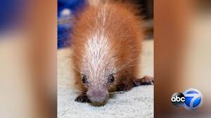 Baby first time eating baby food gross yucky face! Baby Prehensile Tailed Porcupine First Of Its Kind Born At Brookfield Zoo In Illinois Abc7 New York