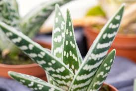Image result for Aloe canis