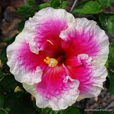 Pin On My Flower Photos
