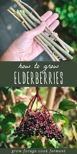 How To Grow Elderberries In Your Backyard Food Garden Elderberry Growing Elderberry Plant