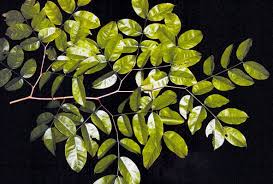 Image result for Intsia