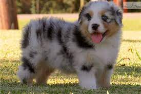 Yorkshire terrier dachshund beagle australian shepherd boston terrier border collie. Australian Shepherd Puppy For Sale Near Houston Texas Baa901f0 3851