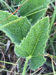 Image result for Cucumis hirsutus