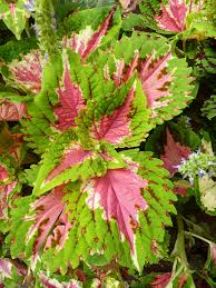 They possess two strabismus eyes and large teeth. 15 Pink Plants We Re Loving Right Now Better Homes Gardens
