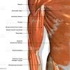 Your hamstring tendons run behind your knee and meet your patellar tendon. 1