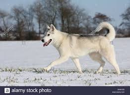 Pin By Husky Siberian On Animals Dog Breeds Snow Dogs Dogs