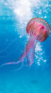 Ocean Life Is So Beautiful Beautiful Sea Creatures Ocean Creatures Ocean Life Photography